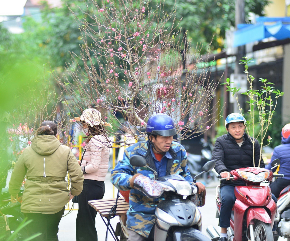  Những cây đào được vận chuyển tới khách hàng. (Ảnh: Nam Thái/TTXVN)