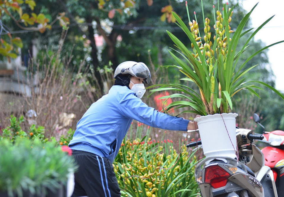 Người dân mua cây hoa, cây cảnh về chơi Tết. (Ảnh: Nam Thái/TTXVN)