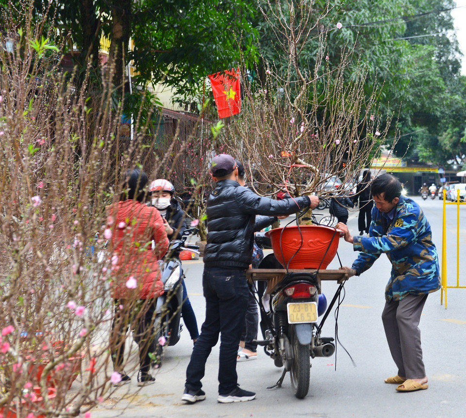  Những cây đào được vận chuyển tới khách hàng. (Ảnh: Nam Thái/TTXVN)
