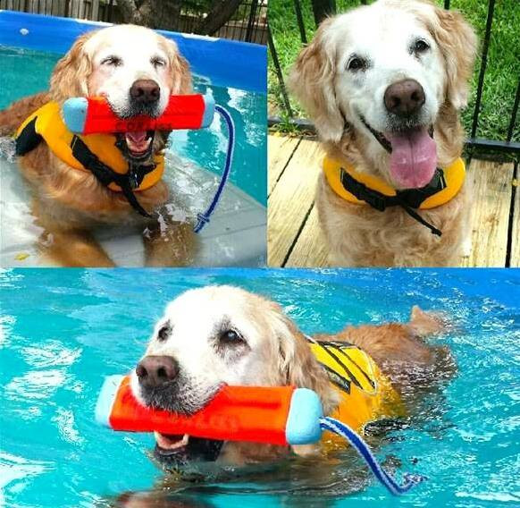 Việc phải trao cho Bretagne cái chết không đau đớn là lựa chọn khó tránh, khi sức khỏe của nó đã cạn kiệt (Nguồn: CCTV)