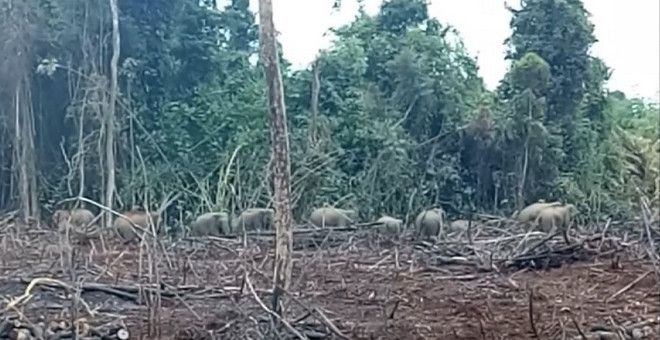 Trang bị thiết bị bay để giám sát đàn voi rừng tại tỉnh Đồng Nai ảnh 2