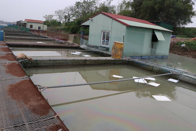 Tràn dầu trên sông Kinh Thầy: Khoảng 85% lượng dầu tràn được thu gom ảnh 2