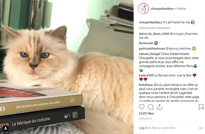 'Cô mèo cưng' Choupette có thể được thừa kế tài sản của Karl Lagerfeld ảnh 1