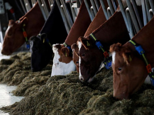 Hàn Quốc xác nhận trường hợp lở mồm long móng đầu tiên trong 2019 ảnh 1