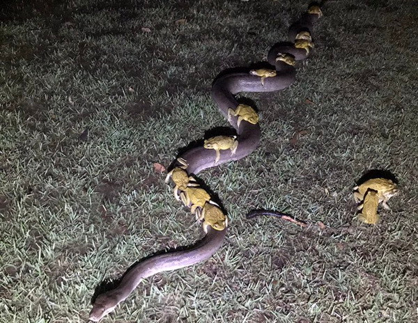 Ngỡ ngàng con trăn 3,5m "chở" cóc mía tìm chỗ trốn giữa cơn bão ảnh 1