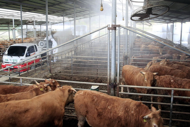 Nguy cơ dịch bệnh lở mồm long móng lan rộng tại Hàn Quốc ảnh 1