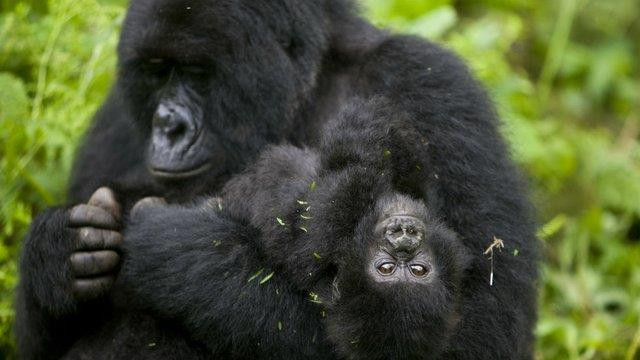 Nhân viên kiểm lâm "gây sốt" khi selfie cùng với khỉ đột ở Congo ảnh 2