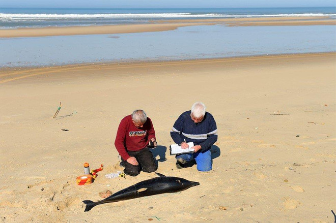 1.100 con cá heo chết thảm đầy bí ẩn, trôi dạt vào bờ biển ảnh 1