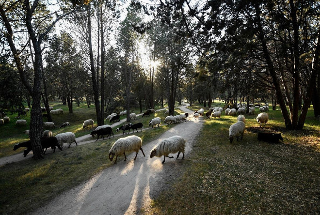 'Bức họa đồng quê' ngay tại thủ đô Madrid của Tây Ban Nha ảnh 1