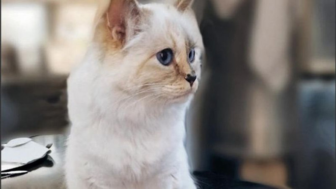 'Cô mèo cưng' Choupette có thể được thừa kế tài sản của Karl Lagerfeld ảnh 2