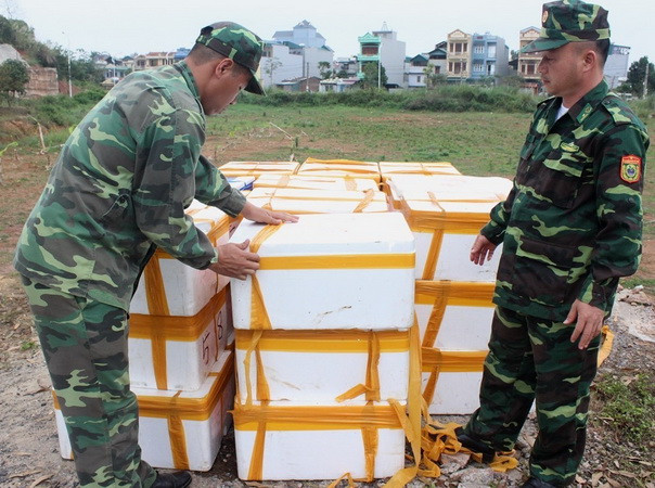 Bắt giữ và tiêu hủy trên 1 tấn cá đối đông lạnh nhập lậu từ Trung Quốc ảnh 1