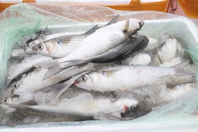 Bắt giữ và tiêu hủy trên 1 tấn cá đối đông lạnh nhập lậu từ Trung Quốc ảnh 2