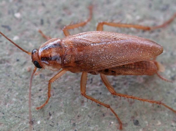 Trung Quốc: Con nhập viện vì bố cho uống nhầm thuốc diệt gián ảnh 1