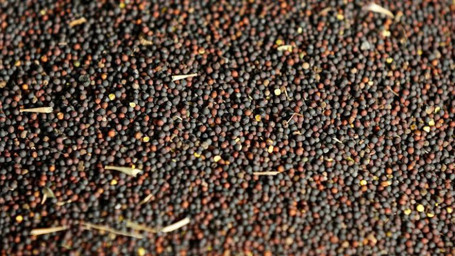 Trung Quốc mở rộng lệnh cấm nhập khẩu hạt cải dầu của Canada ảnh 1