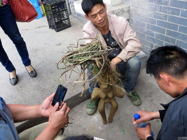 Rễ cây hình người phụ nữ khỏa thân gây "náo động" đường phố ảnh 3