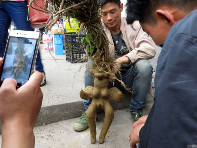 Rễ cây hình người phụ nữ khỏa thân gây "náo động" đường phố ảnh 2