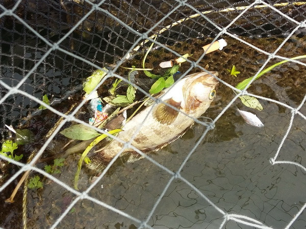 Khẩn trương xác định nguyên nhân cá chết hàng loạt ở Thanh Hóa ảnh 1