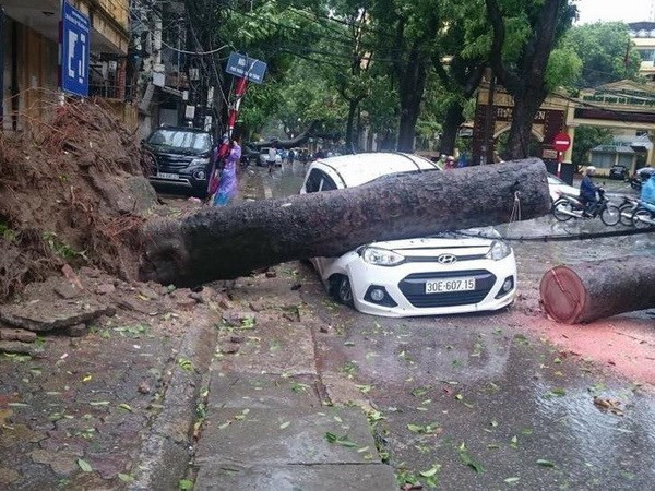 Hà Nội lý giải nguyên nhân cây gẫy đổ trong cơn bão số 1 ảnh 1
