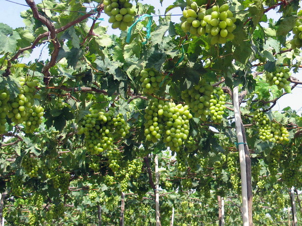 "Lễ hội Nho và Vang-Ninh Thuận 2016" diễn ra vào cuối tháng 9 ảnh 1