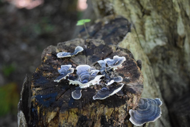 Tottori - thành phố tái định cư với môi trường sống tốt nhất Nhật Bản ảnh 5