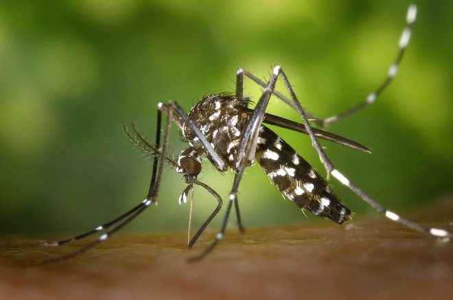Virus Zika lây truyền qua muỗi Aedes aegypti. (Nguồn: AP) Philippines ghi nhận thêm 10 trường hợp mới nhiễm virus Zika ảnh 1