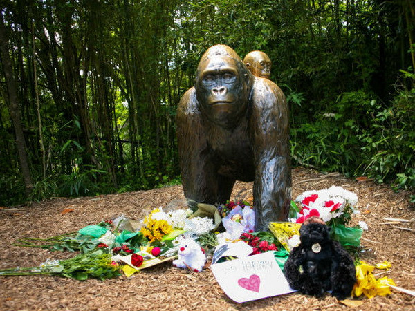 Hơn 400.000 người ký tên đòi công lý cho con khỉ đột bị bắn chết ảnh 1