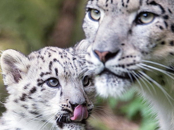 Cảnh báo tình trạng giết hại trái phép loài báo tuyết quý hiếm ảnh 1