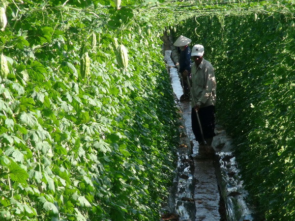 Thúc đẩy xuất khẩu mặt hàng nông sản của Việt Nam sang Đức ảnh 1