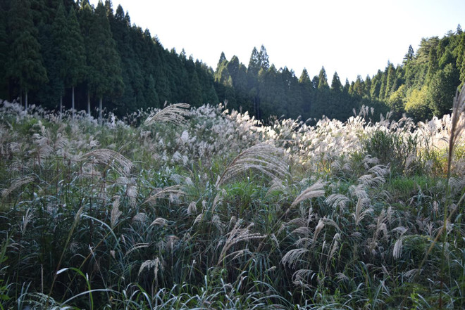 Tottori - thành phố tái định cư với môi trường sống tốt nhất Nhật Bản ảnh 1
