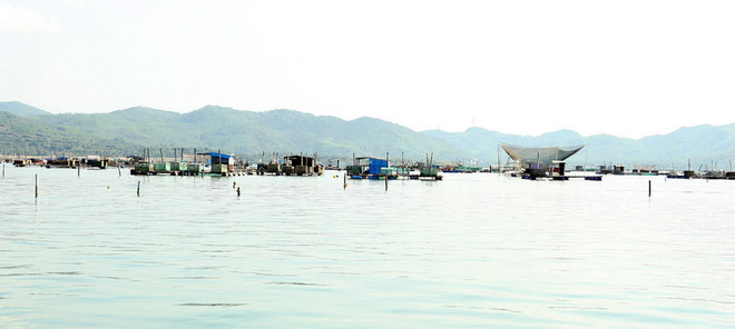 Tôm hùm chết hàng loạt do sốc nước lũ, người nuôi thiệt hại nặng ảnh 1