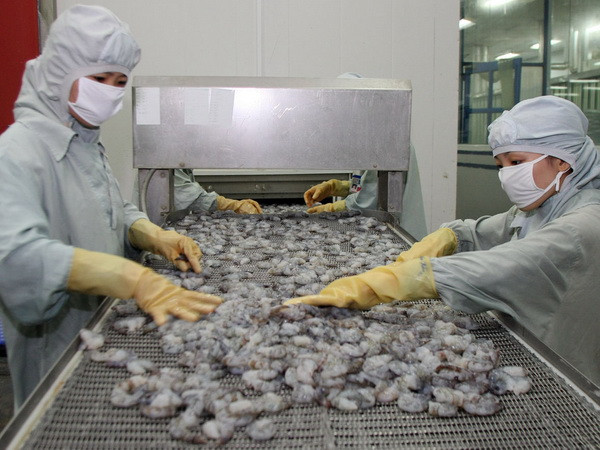 Chế biến tôm xuất khẩu. (Ảnh: Huy Hùng/TTXVN) Việt Nam vẫn đứng đầu ASEAN về kim ngạch thương mại với Canada ảnh 1
