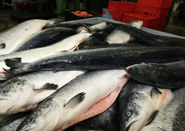 Bộ Phát triển Kinh tế Nga bỏ thuế nhập khẩu cá trong hai năm ảnh 1