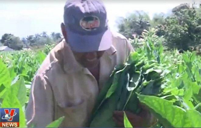 Cây xìgà - Một phần không thể thiếu trong đời sống người dân Cuba ảnh 1