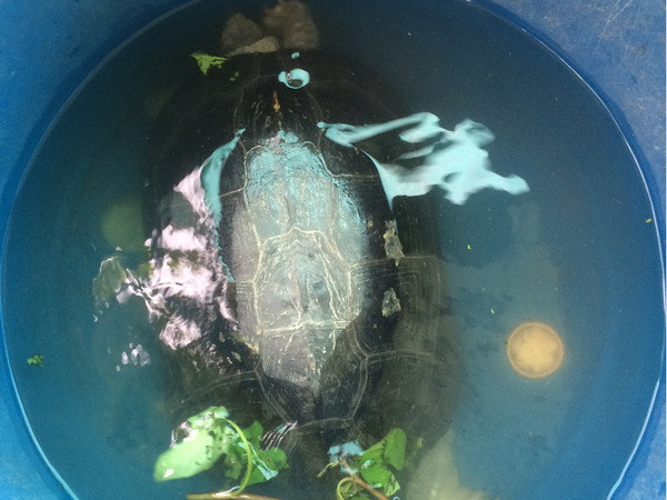 Bắt được "cụ rùa" hơn 50 tuổi mắc cạn trong ao tôm ở Bạc Liêu ảnh 1
