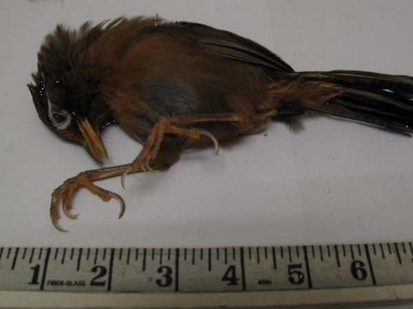 Hai người Việt bị phạt tù vì buôn lậu chim và ngược đãi thú vật ảnh 1