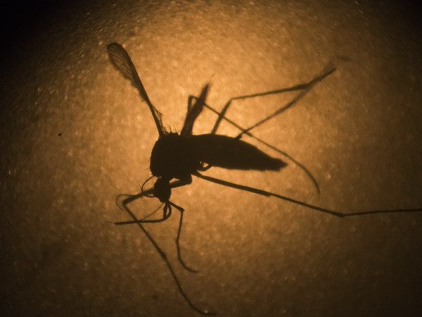 Lây nhiễm virus Zika, truyền qua muỗi Aedes aegypti. (Nguồn: usatoday.com) Brazil có 1.700 trẻ mới sinh mắc chứng đầu nhỏ liên quan Zika ảnh 1