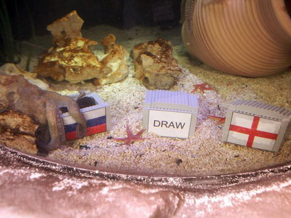 "Tiên tri" bạch tuộc bất ngờ chọn Nga đánh bại đội tuyển Anh ảnh 1