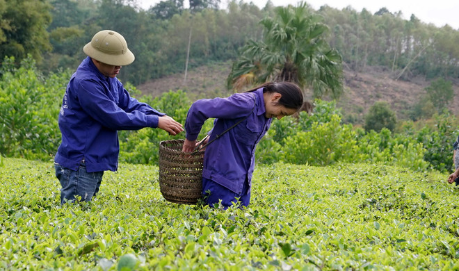 Thu hoạch chè tại Bản Ven. (Ảnh: Tùng Lâm/TTXVN) Đến Bắc Giang, thưởng thức đặc sản chè bản Ven-Yên Thế ảnh 4