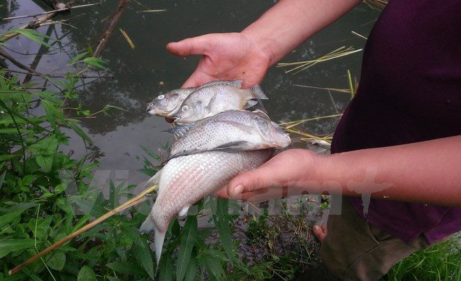 Phạt công ty xả thải làm chết cá ở tỉnh Hòa Bình 320 triệu đồng ảnh 1