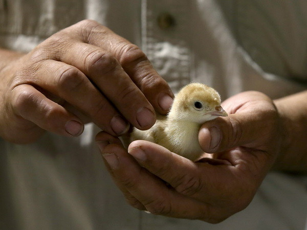 Mỹ: Bùng phát dịch bệnh do vi khuẩn Salmonella liên quan tới gia cầm ảnh 1