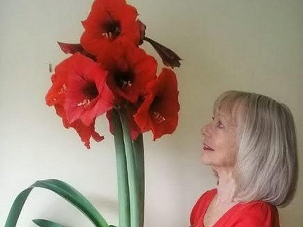 Cây hoa gốc châu Phi phát triển đột biến và to bất thường ảnh 1