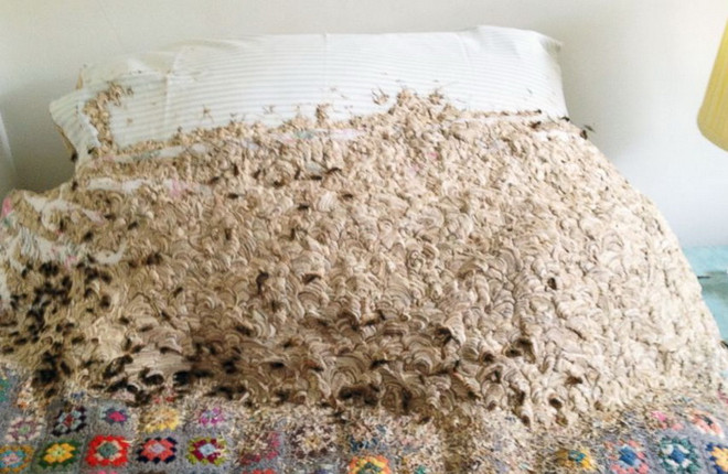 Kinh hãi trước cảnh 5.000 con ong bắp cày làm tổ trên giường ảnh 1