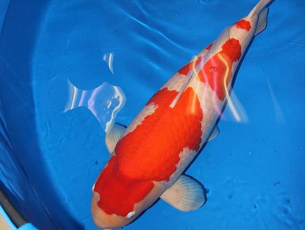 Cá chép Koi phá kỷ lục thế giới với trị giá gần 2 triệu USD ảnh 1