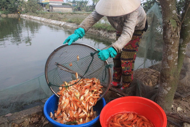 Làng nghề nuôi cá chép cho ngày tiễn ông Công, ông Táo bội thu ảnh 2