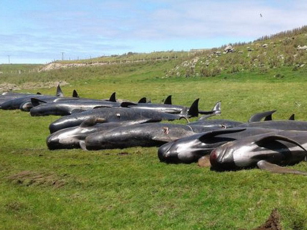 Hơn 50 cá voi hoa tiêu đã chết do mắc cạn tại New Zealand ảnh 1