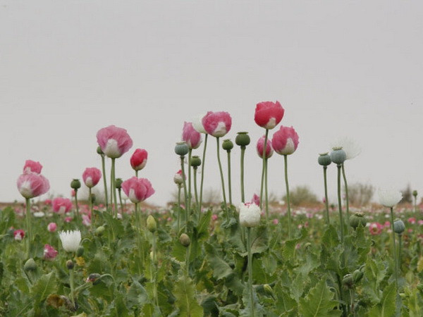 LHQ cảnh báo về sản lượng thuốc phiện cao kỷ lục tại Afghanistan ảnh 1