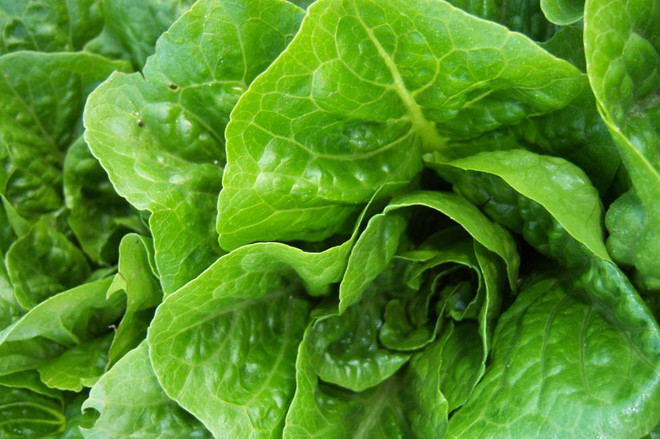 Mỹ: Rau diếp nhiễm khuẩn E.Coli được trồng ở California ảnh 1