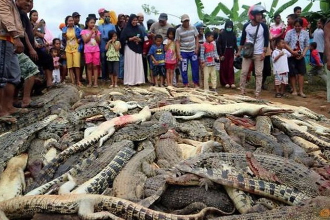 Đám đông tàn sát 300 con cá sấu để trả thù cho người thân bị chết ảnh 1