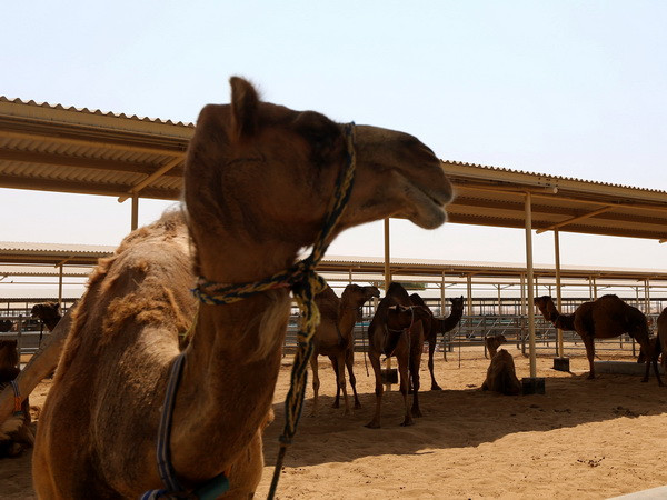 Ra mắt sản phẩm sữa công thức đầu tiên trên thế giới từ sữa lạc đà ảnh 1