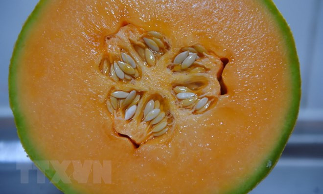 (Nguồn: The Guardian/TTXVN) WHO: Australia đã xuất khẩu dưa lưới nhiễm vi khuẩn Listeria ảnh 1
